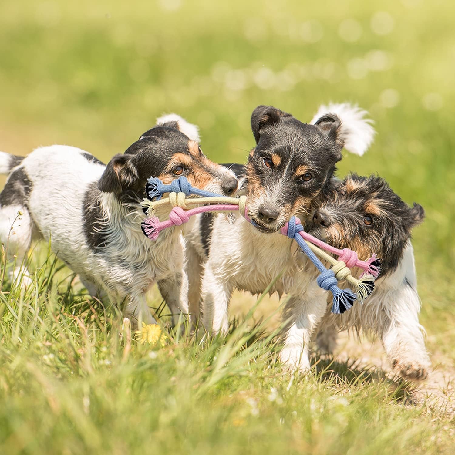 Puppy Toys Interactive Dog Toys Dog Chew Toy Puppy Teething Chew Toys Puppy Supplies Small Dog Toys Rope Balls Dental Teeth Cleaning Toothbrush Squeaky Puzzle Tug Pet Stuff and Toys Storage Basket